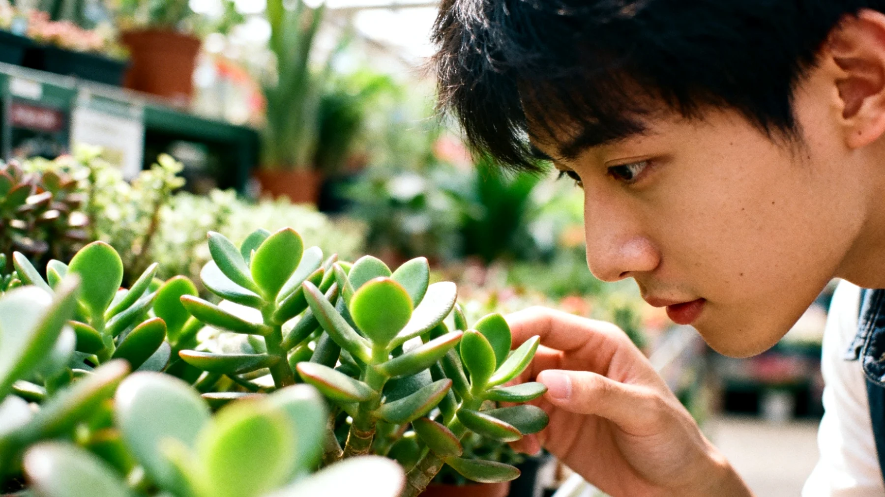 Geldbaum (Crassula)"